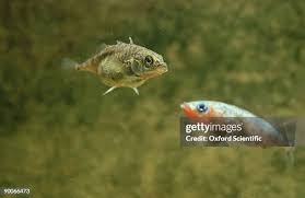 Attēlu rezultāti vaicājumam “Gasterosteus aculeatus”