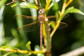 Attēlu rezultāti vaicājumam “Aeshna grandis”