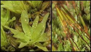 Attēlu rezultāti vaicājumam “Encalypta streptocarpa”