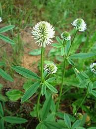 Attēlu rezultāti vaicājumam “Trifolium montanum flower”