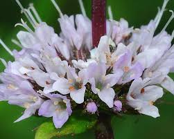 Image result for Mentha piperita