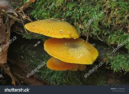 Attēlu rezultāti vaicājumam “Tricholomopsis decora”