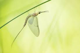 Attēlu rezultāti vaicājumam “Ephemeroptera imago”