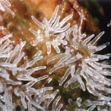 Attēlu rezultāti vaicājumam “Ceratiomyxa fruticulosa plasmodium”