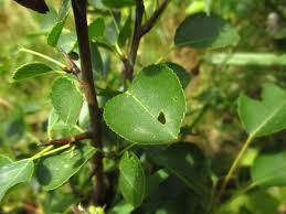 Image result for Rosengewächse