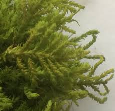 Attēlu rezultāti vaicājumam “Anomodon attenuatus”