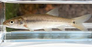 Image result for Ptychocheilus grandis