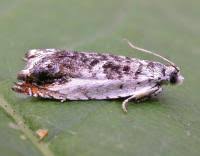 Attēlu rezultāti vaicājumam “Ancylis laetana”