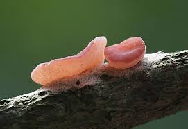 Attēlu rezultāti vaicājumam “Ombrophila violacea”