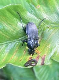 Attēlu rezultāti vaicājumam “Pterostichus melanarius”