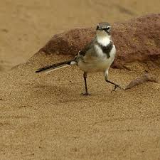 Attēlu rezultāti vaicājumam “Motacillidae”
