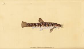 Attēlu rezultāti vaicājumam “Barbatula barbatula”