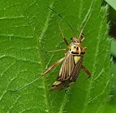 Attēlu rezultāti vaicājumam “Rhabdomiris striatellus”