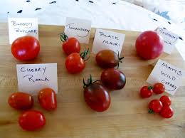 Afbeeldingsresultaat voor bloody butcher tomato