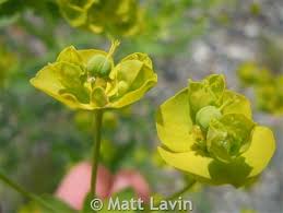 Attēlu rezultāti vaicājumam “Euphorbia virgata flower”