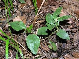 Attēlu rezultāti vaicājumam “Orthilia secunda fruit”