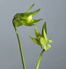 Attēlu rezultāti vaicājumam “Viola arvensis leaf”
