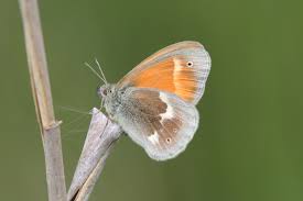 Attēlu rezultāti vaicājumam “Coenonympha tullia”