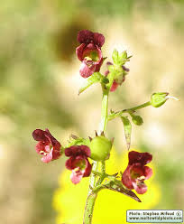 Attēlu rezultāti vaicājumam “Scrophularia umbrosa flower”