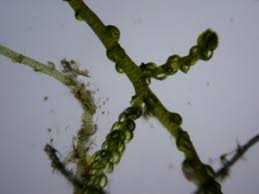 Attēlu rezultāti vaicājumam “Odontoschisma denudatum cells”