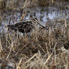 Attēlu rezultāti vaicājumam “Gallinago gallinago nest”