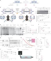 Attēlu rezultāti vaicājumam “Tetanops myopina”