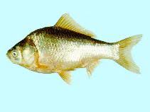 Image result for Cyprinus multitaeniatus