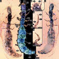 Attēlu rezultāti vaicājumam “Raphidioptera larva”