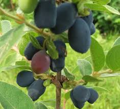 Attēlu rezultāti vaicājumam “Lonicera caerulea var. pallasii fruit”