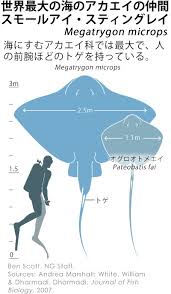 Image result for Megatrygon microps