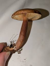 Attēlu rezultāti vaicājumam “Lactarius lygniotus”