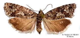 Attēlu rezultāti vaicājumam “Epinotia sordidana”