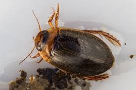 Attēlu rezultāti vaicājumam “Rhantus frontalis”