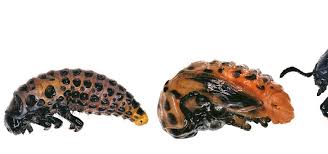 Attēlu rezultāti vaicājumam “Chrysomela populi”