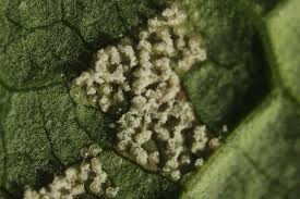 Attēlu rezultāti vaicājumam “Pucciniastrum areolatum”