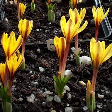 Attēlu rezultāti vaicājumam “Colchicum luteum flower”