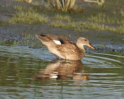 Attēlu rezultāti vaicājumam “Anas strepera female”