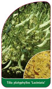 Attēlu rezultāti vaicājumam “Tilia platyphyllos Laciniata”