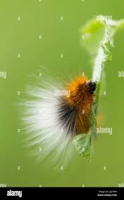 Attēlu rezultāti vaicājumam “Arctia caja larva”