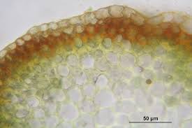 Attēlu rezultāti vaicājumam “Scorpidium cossonii”