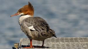 Attēlu rezultāti vaicājumam “Mergus merganser male”