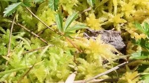 Attēlu rezultāti vaicājumam “Sphagnum palustre”