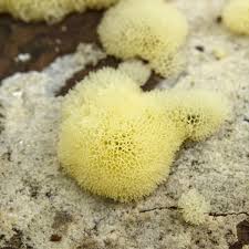 Attēlu rezultāti vaicājumam “Ceratiomyxa porioides spores”