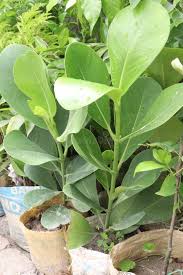 Attēlu rezultāti vaicājumam “Clusiaceae”