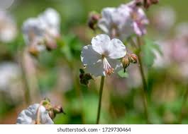 Attēlu rezultāti vaicājumam “Geranium bohemicum bud”