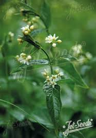 Attēlu rezultāti vaicājumam “Vincetoxicum hirundinaria flower”