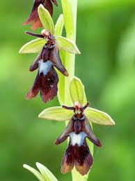 Attēlu rezultāti vaicājumam “Ophrys insectifera flower”