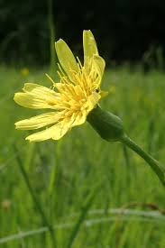 Attēlu rezultāti vaicājumam “Scorzonera humilis bud”