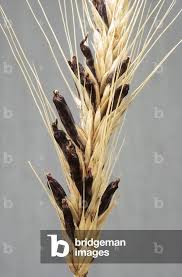 Attēlu rezultāti vaicājumam “Claviceps purpurea”