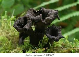 Attēlu rezultāti vaicājumam “Cratarellus cornucopioides”